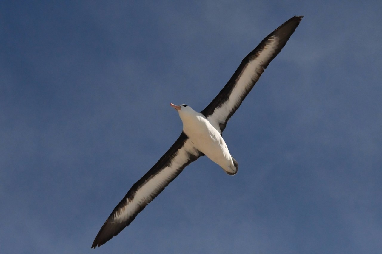 Albatross Flight Secrets Unlocked by UK Engineer